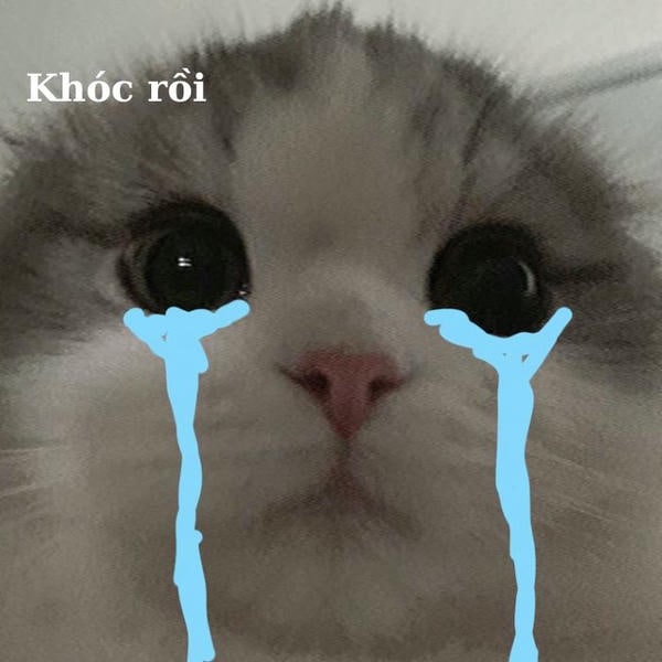 meme mèo khóc dễ thương