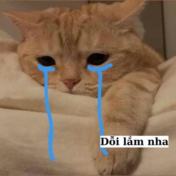 meme mèo khóc sad