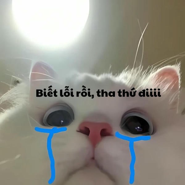 meme mèo khóc siêu yêu