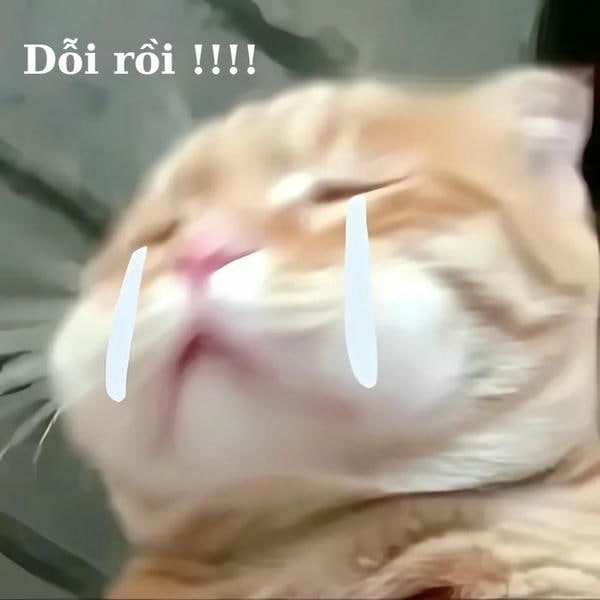 meme mèo khóc yêu nhất