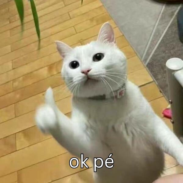meme ok mèo