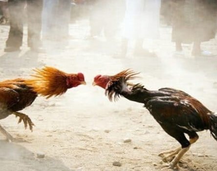 Đá Gà GI8 – Tổng Hợp Thông Tin Quan Trọng Dành Cho Người Mới