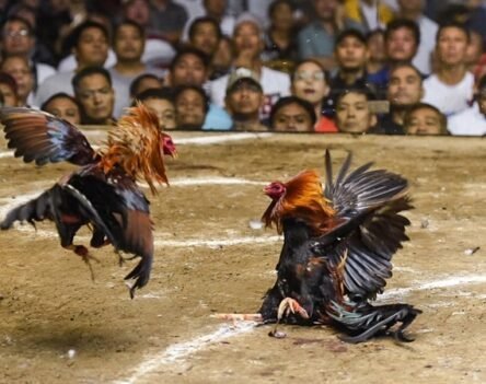 Đá gà BONG99 – Đấu trường gà gay cấn, kịch tính mỗi phút giây